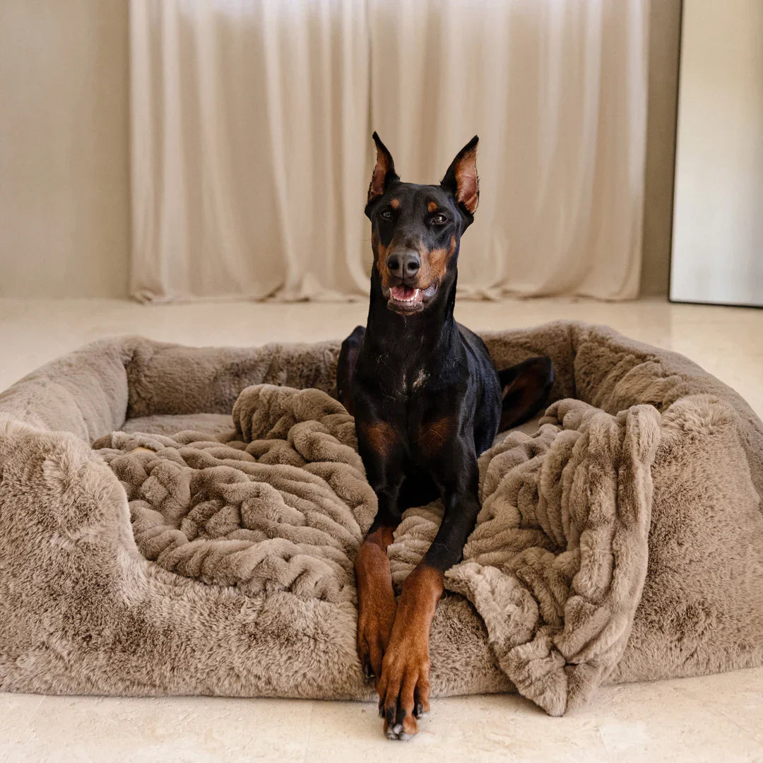 Beds/Blankets