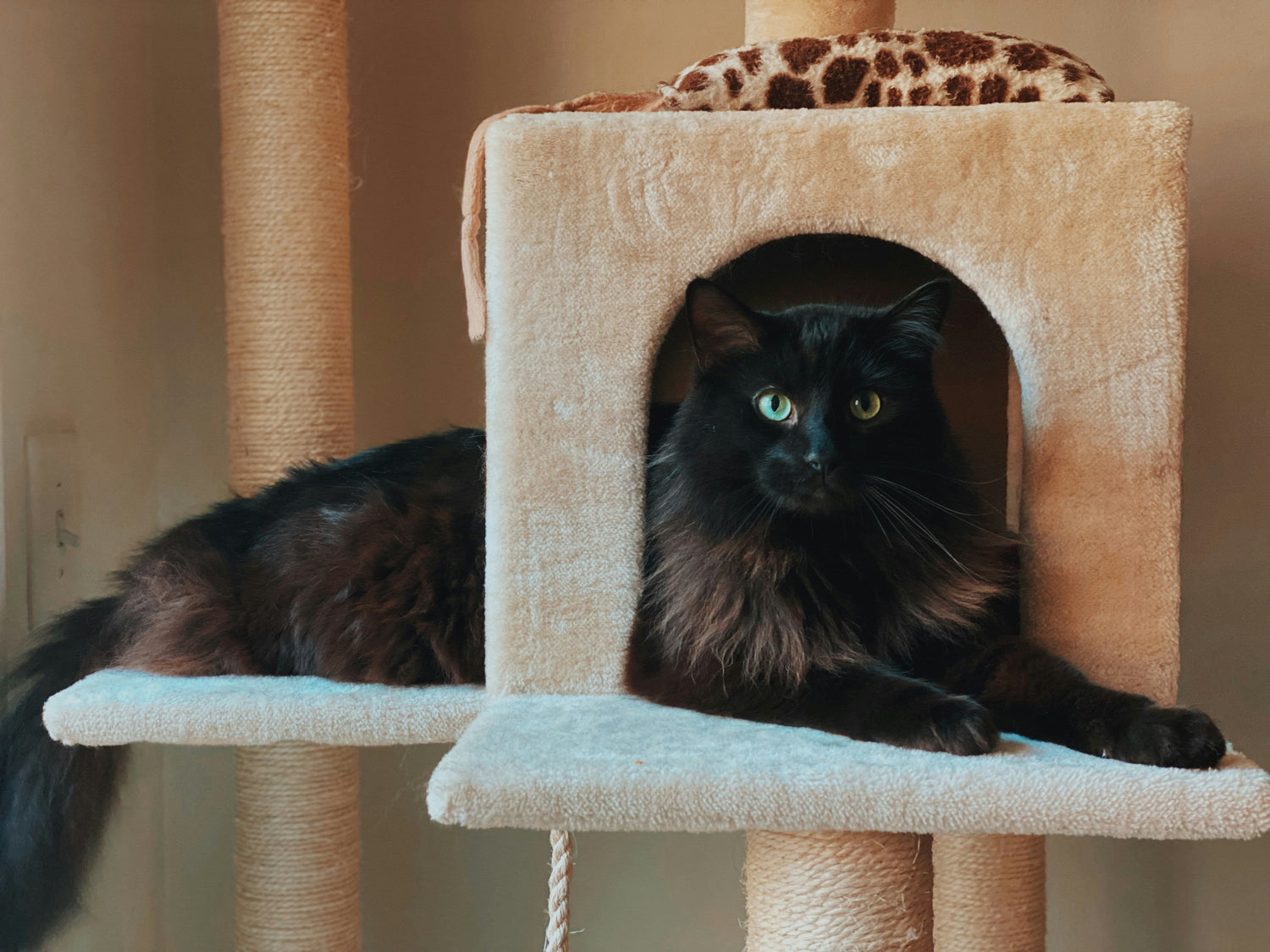 Cat Homes