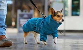 Dog Apparel